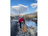 "Piton döner" karda aç kalan sokak köpeklerinin yanında