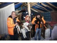 Karda mahsur kalan 120 küçükbaş hayvan kurtarıldı