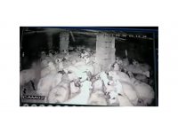 Koyunlar depremi böyle hissetti: Korku dolu anlar kamerada