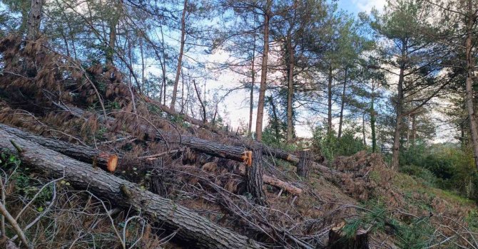 Payas kırsalı ormanlık alanda 20 adet kızılçam ağacı kesilmiş halde bulundu