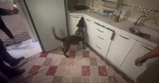 Kasaya zulalanan 10 kiloluk uyuşturucuyu narkotik köpeği ’Alis’ buldu