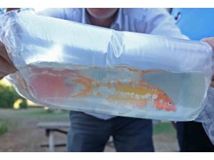 Tayland’tan süs balıkları, Tokat’tan horoz, İstanbul’dan kalkan balığı