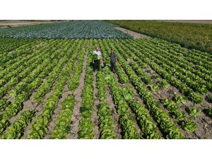 Yağmurların bereketi arttırdığı Amik Ovası’nda hasat edilen marul, 25 TL’den alıcı buluyor