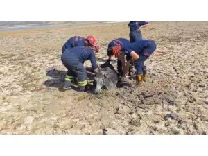 Çamura saplanan eşeği itfaiye ekipleri kurtardı