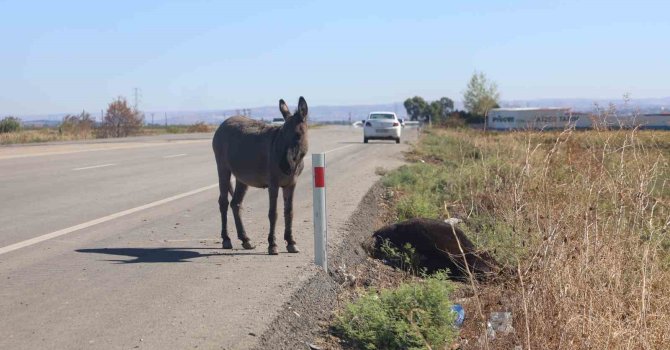 Telef olan eşeğin sıpası, ölü annesinin başında saatlerce bekledi