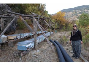Adana’da sıcaklık düşmeyince arılar kışlama için kovanlara girmedi
