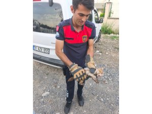 Arsuz’da aracın kaputuna giren kediyi itfaiye kurtardı