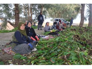 İstilacı su sümbülleri depremzede kadınların ellerinde sanat eserine dönüşüyor