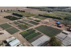 Yanan ormanlar üretilen milyonlarca fidanla yeşerecek