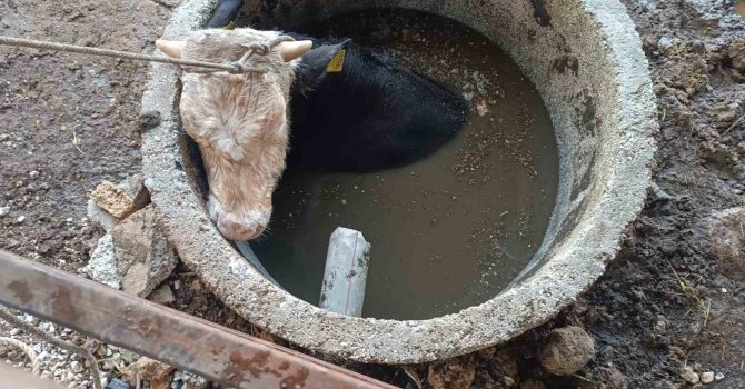 Kuyuya düşen ineği itfaiye kurtardı