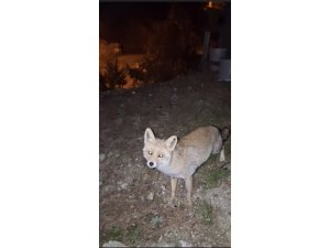Osmaniye’de meraklı tilki, Osmaniye kömbesini geri çevirmedi