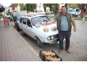 Ormanda sağanak yağmur altında kendiliğinden yetişiyor, kilogramı 350 TL’den satılıyor