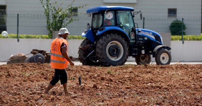 Susam tarımı başladı
