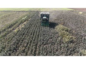 Beyaz altın pamukta kuraklık rekolteyi etkiledi