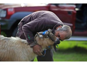 3 keçisini kurtlar yiyen yaşlı adam, mahsur kaldığı uçurumdan kurtarılan son keçisine sarılıp doyasıya öptü