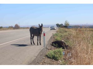 Telef olan annesinin başında beklediği görüntülerle duygulandıran sıpa yeni yuvasında yaşamaya başladı