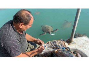 Balıkçıların dostu: Göç etmeyen caretta carettalar limanı mesken tuttu