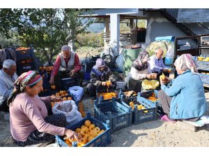 Adana’nın hurmalı köyü, açık fabrikaya dönüştü