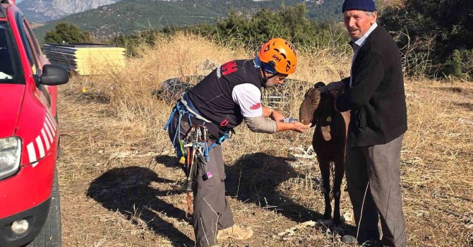 Kaya oyuğuna düşen ve 3 gün mahsur kalan keçi, film gibi operasyonla kurtarıldı
