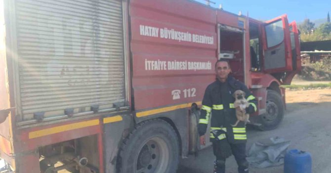 Hatay’da 6 metrelik çukurda mahsur kalan yavru köpeği itfaiye kurtardı