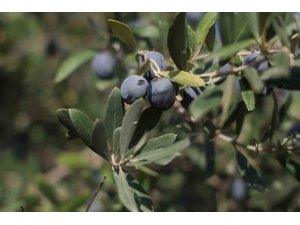 Hatay’da 17 milyon 102 bin ağaçta, 201 bin ton zeytin rekoltesi bekleniyor