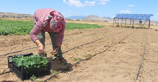 Büyükşehir'den Korkutelili çiftçilere çilek fidesi desteği