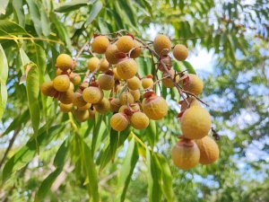 Bu ceviz yenmiyor, temizliyor, cildi güzelleştiriyor