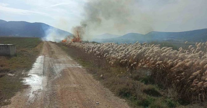 Bucak’ta sazlık alanda yangın