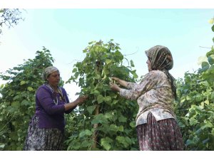 Mersin’de atalık tohumlar gelecek nesillere aktarılıyor