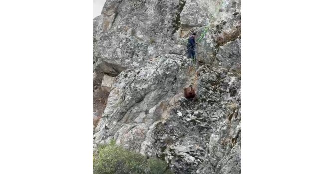 Burdur’da mahsur kalan keçiler ekipler tarafından kurtarıldı