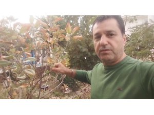 Kasım ayında elma ağacı çiçek açıp meyve verdi