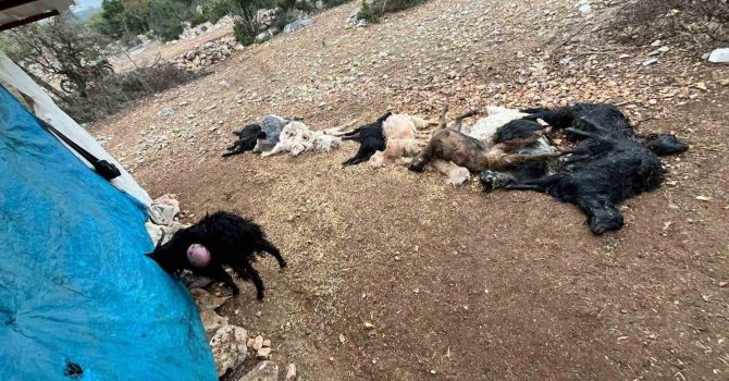 Yabani hayvan saldırısında 12 küçükbaş hayvan telef oldu