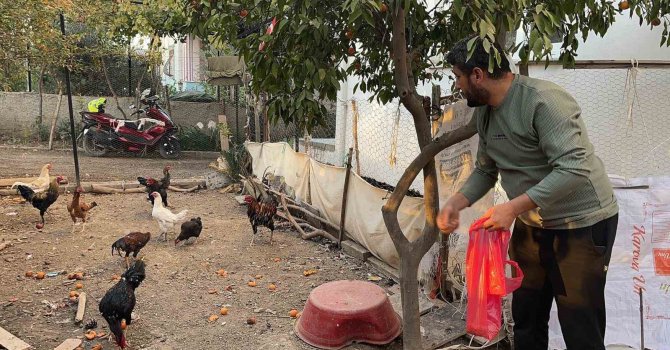 Sahibinin ’Yetiştirmek kolay değil’ dediği mavi yumurtlayan 5 tavuğu tişörtün içerisine koyarak çaldı