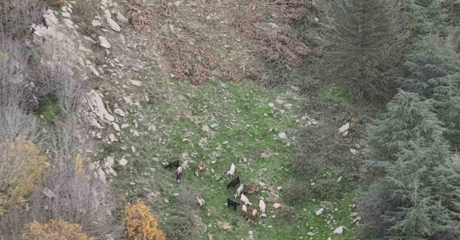 Osmaniye’de kaybolan 15 koyun dron ile bulundu