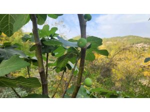 Mevsimi şaşıran incir ağaçları meyve verdi