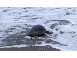 Antalya’da yaralı bulunan Caretta caretta tedavisinin ardından yeniden özgürlüğe kavuştu