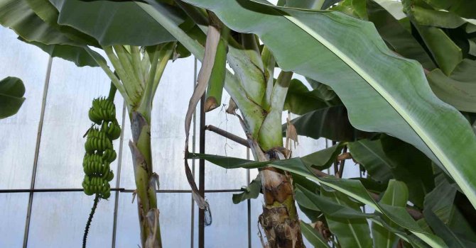 Mersin’de ilginç hırsızlık: Hırsızlar muz ve avokado hasadı yaptı