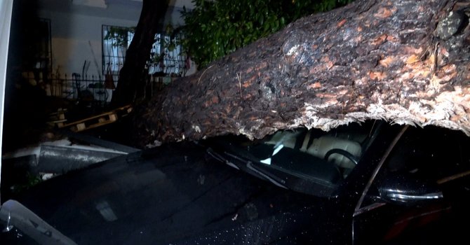Antalya’da yağmur ve şiddetli rüzgar 10 metrelik ağaç devrildi: iki araç ve bina zarar gördü