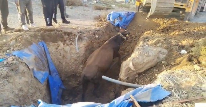 Çukura düşen büyükbaşı itfaiye kurtardı