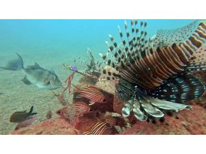 Akdeniz’de balıkların rekabeti: Kızıldeniz’den gelen balık türleri, yerli balıkları baskıladı