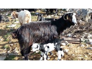 Keçiyi meraya, çobanı yaylaya döndürecek 13 öneri