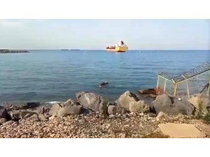 Gemiden denize düşen angus yüzerek karaya ulaştı