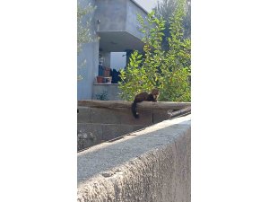 Osmaniye sokaklarında nadir misafir: Sansar güneşlenirken görüntülendi