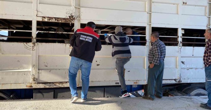 Burdur’da şap karantinasındaki küpesiz hayvan taşıyan besiciye 170 bin lira ceza