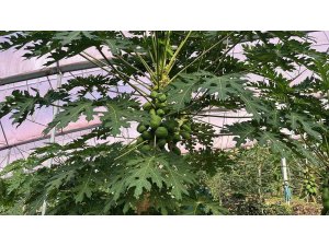 Alanya 40 bine yakın tropikal meyve üreticisiyle iç piyasa ihtiyacını karşılıyor