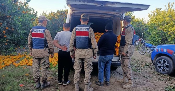 Portakal hırsızları suçüstü yakalandı