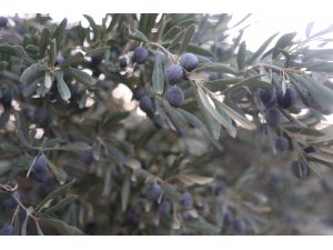 Kuraklık zeytin hasadında yağ verimini olumsuz etkiledi
