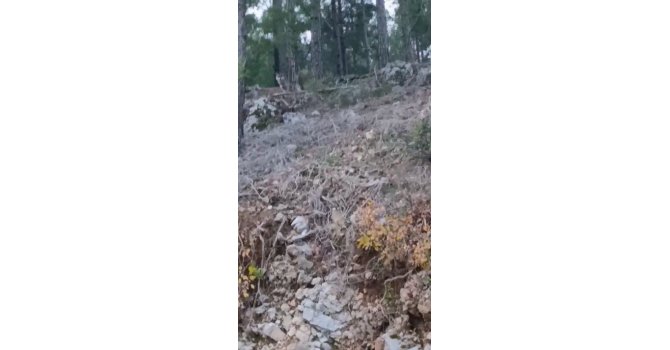 Alanya’da yerleşim alanına yakın bölgede kurt görüntülendi