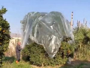 Yağmurda mandalinaya naylonlu koruma