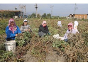 Kuraklığın rekolteyi etkilediği yer fıstığında hasat başladı